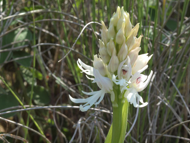 orchis italica apocromatica